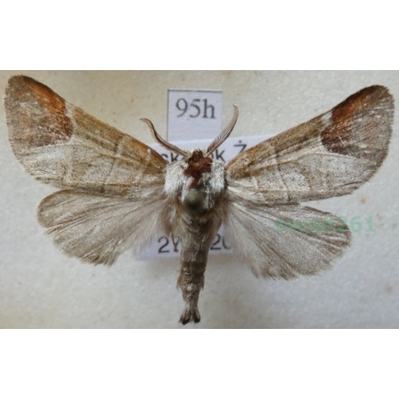 Clostera curtula (Linnaeus, 1758) male Wzjeżka łozówka Poland95h